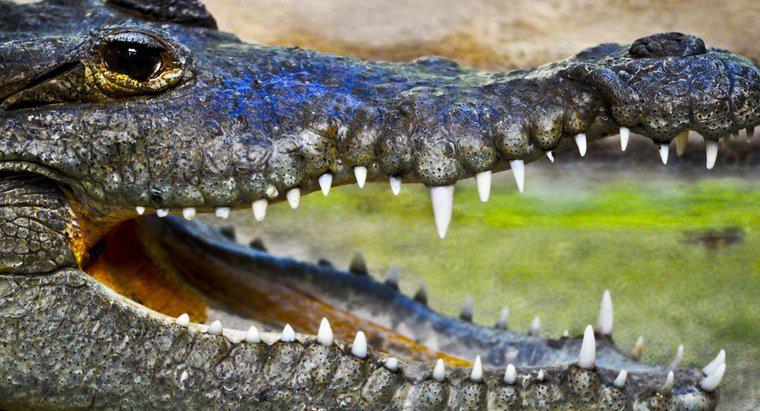 Wie viel wiegt ein Alligator?