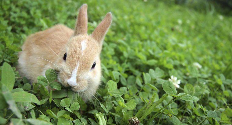 Was fressen Kaninchen?