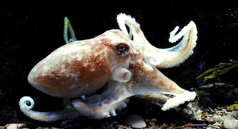 Wie nennt man eine Oktopusgruppe?