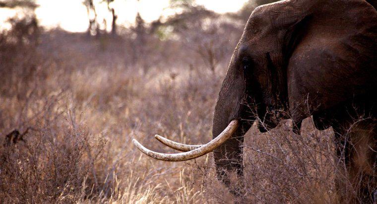 Welche Tiere werden in Afrika gewildert?