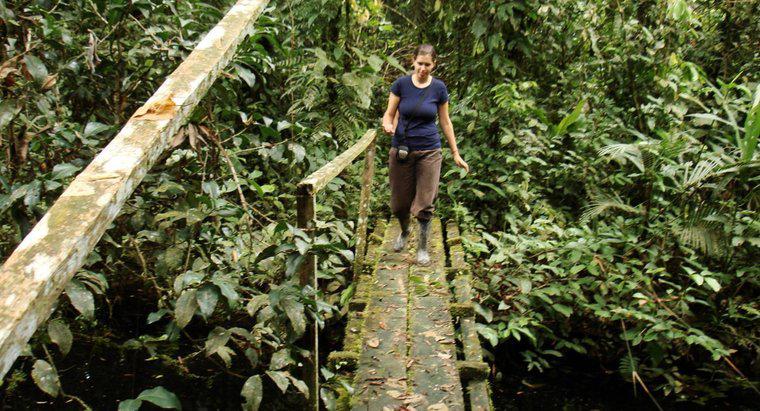 Wie ist das Klima im Amazonas-Regenwald?