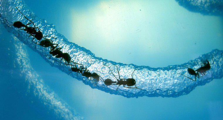 Wie lange kann eine Ameise unter Wasser überleben?