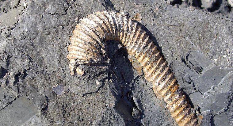 Warum werden Fossilien nur in Sedimentgesteinen gefunden?