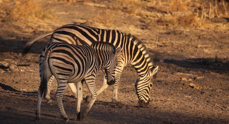 Wie heißt ein männliches Zebra?
