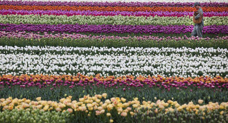 Was ist die Nationalblume der Niederlande?