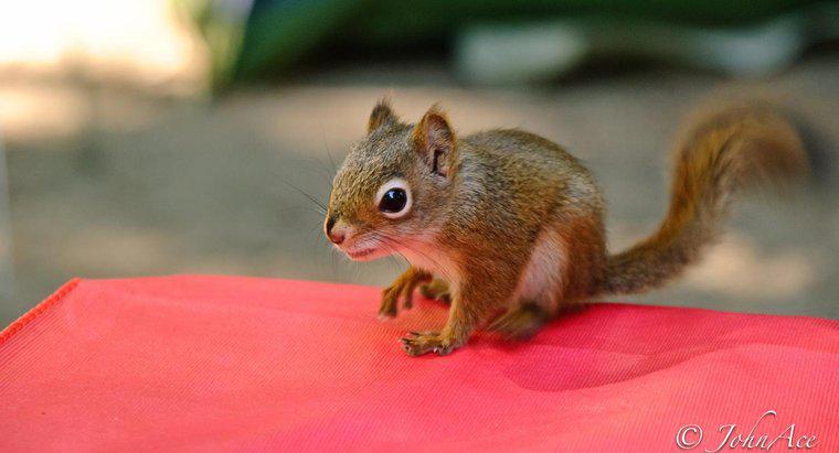Welche Tiere fressen Eichhörnchen?
