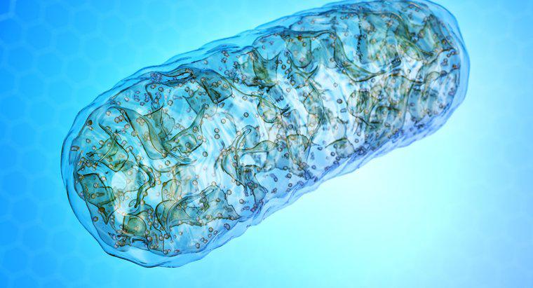 Warum werden die Mitochondrien als Kraftwerk der Zelle bezeichnet?