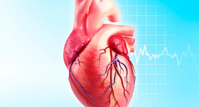 Was ist die Funktion der Circumflex-Arterie?