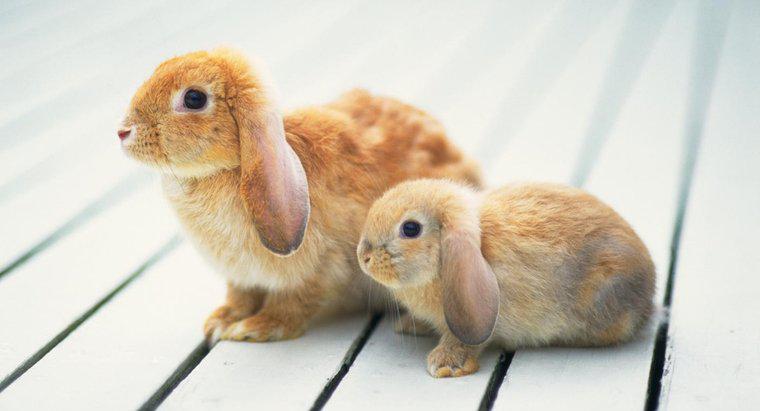 Wie groß werden Mini-Lop-Kaninchen?
