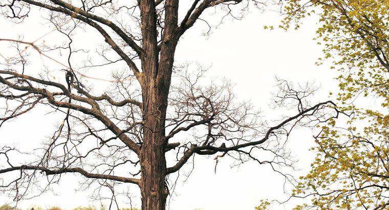 Wo wachsen Hickory-Bäume?