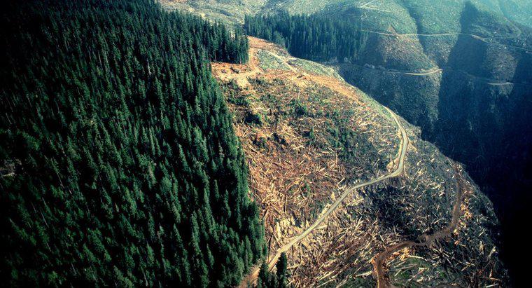 Verursachen Abholzung und Bodenerosion Überschwemmungen und Dürren?