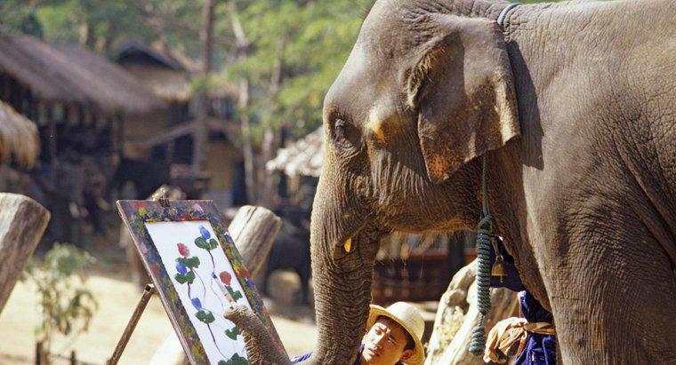 Haben Elefanten gute Erinnerungen?