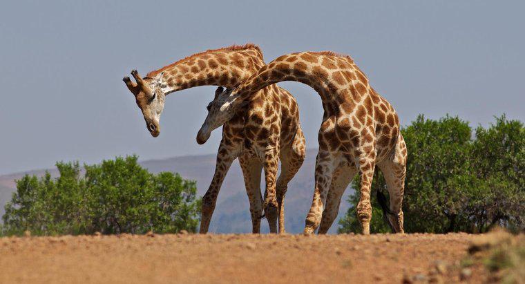 Wie viele Knochen stecken im Nacken einer Giraffe?