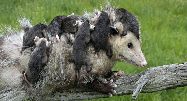 Welche Pflege braucht ein neugeborenes Opossum?
