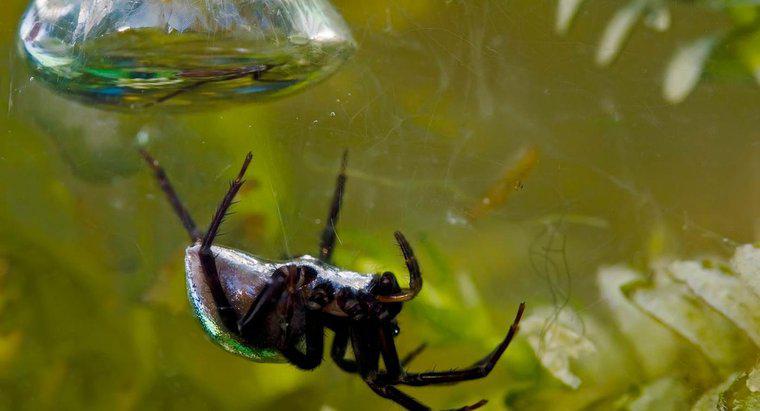Was sind einige interessante Fakten über Wasserspinnen?