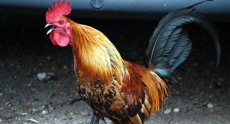 Was ist der Unterschied zwischen einer Henne und einem Hahn?