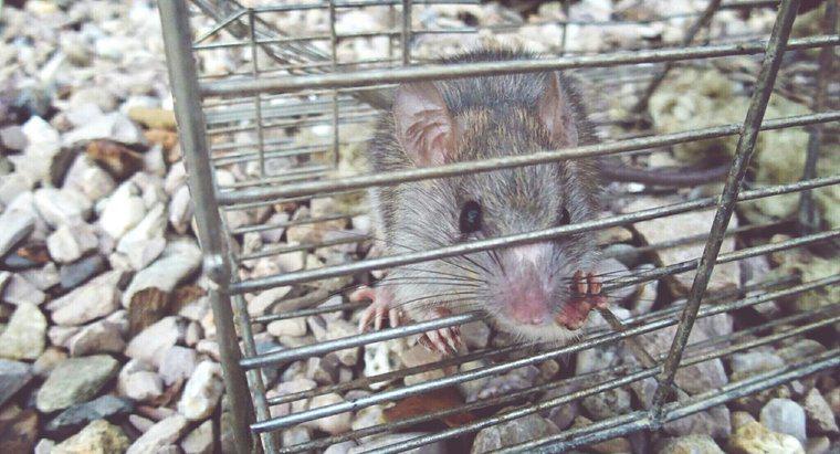 Wie werde ich Ratten und Mäuse ohne Gift los?