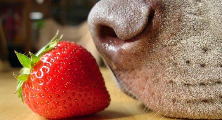 Sind Erdbeeren gut für Hunde?