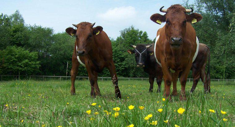 Wie züchtet man Bullen und Kühe?