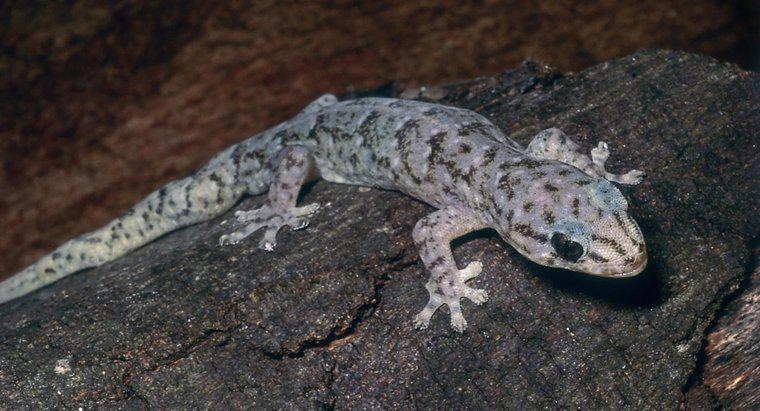 Wie pflegt man einen marmorierten Gecko?