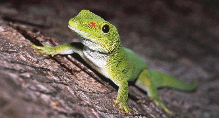 Wie erkennt man verschiedene Arten von Geckos?