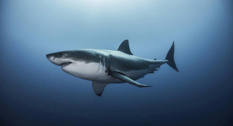 Was ist der Lebensraum eines Weißen Hais?
