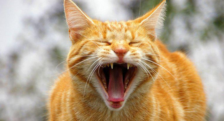 Wie viele Geräusche kann eine Katze machen?