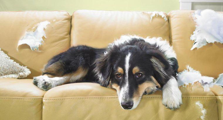 Welche Mittel gibt es, um Hunde von Möbeln fernzuhalten?