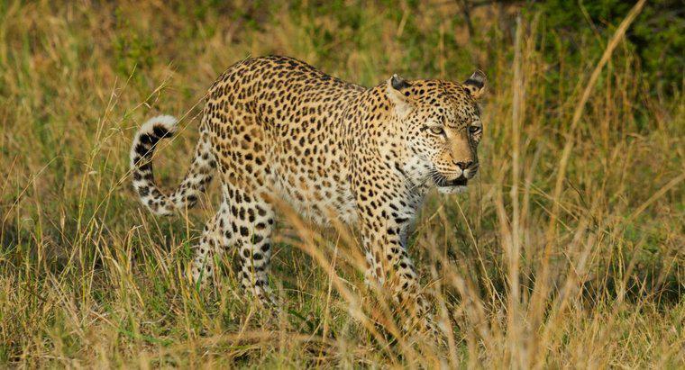 Was ist der Lebensraum eines Leoparden?