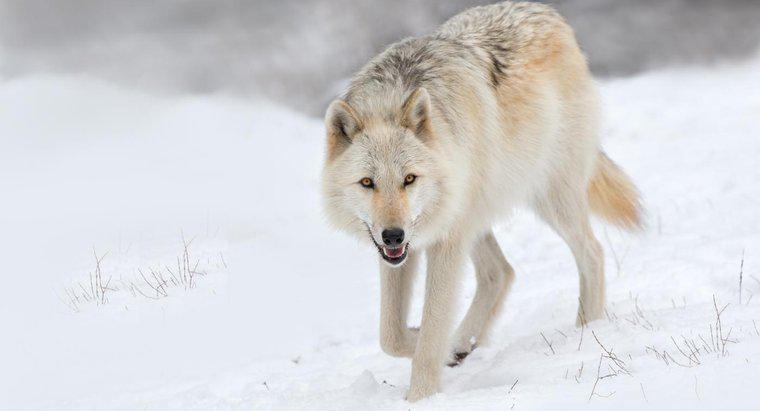 Warum sind Wölfe in freier Wildbahn gefährdet?