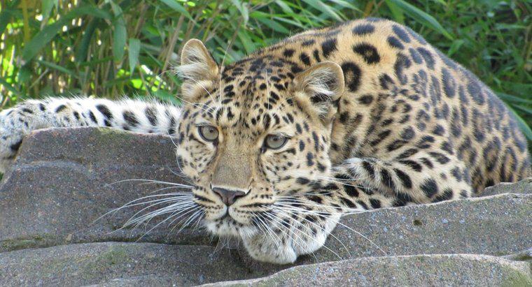 Was fressen Leoparden?