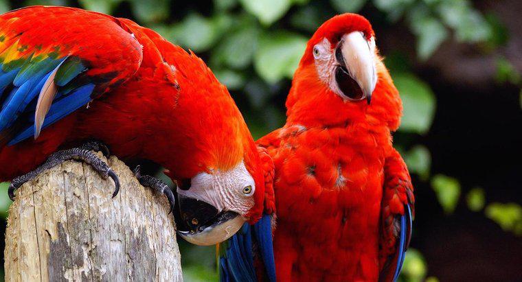 Welche Geräusche machen Papageien?