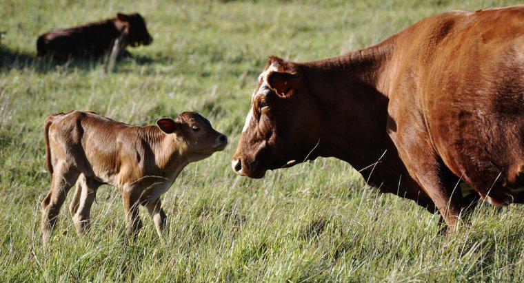 Wie vermehren sich Kühe?