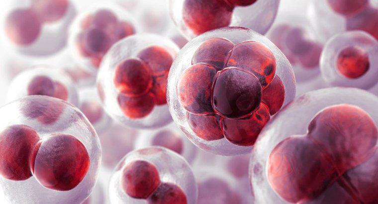 Warum werden Zellen die Grundeinheit des Lebens genannt?