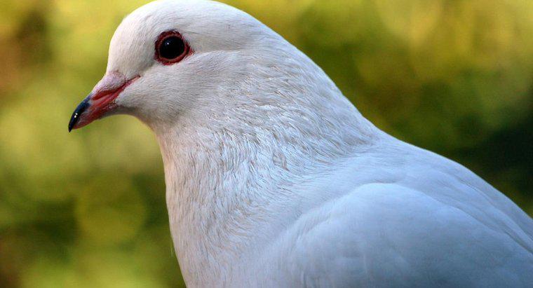 Was symbolisiert eine weiße Taube?
