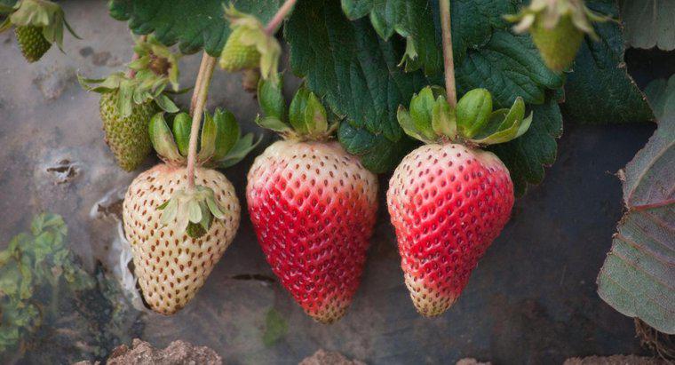 Wie vermehren sich Erdbeerpflanzen?