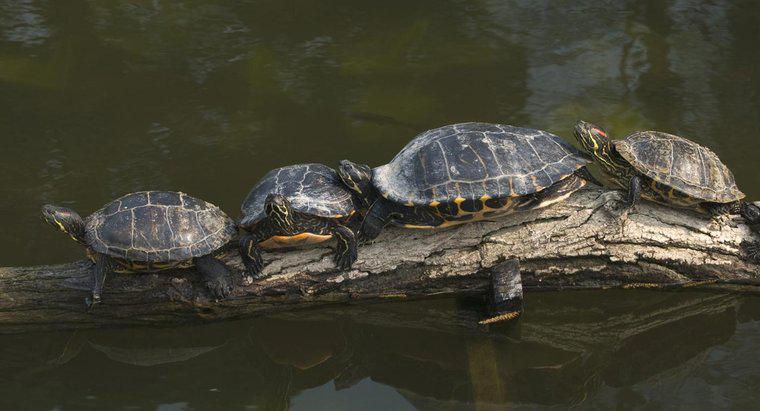 Wie groß werden Gelbbauchschildkröten?