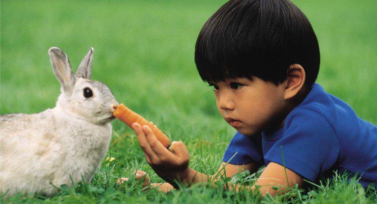 Was frisst ein Kaninchen?