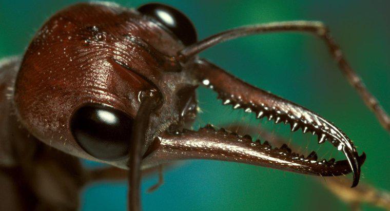 Wie sieht ein Ameisenbiss aus und wie wird er behandelt?