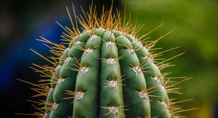 Wie wird man einen Kaktus los?