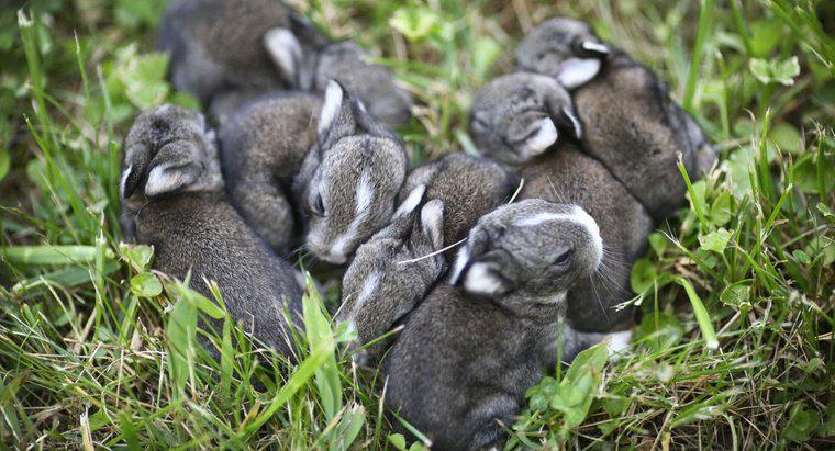 Wie lange bleiben Kaninchen schwanger?