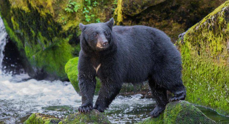 Was sind die Beute und Raubtiere von Schwarzbären?