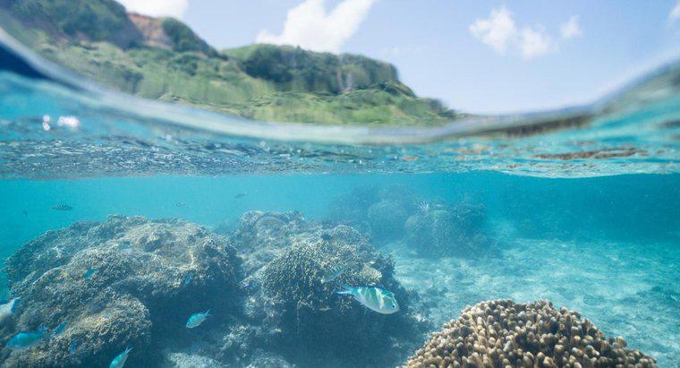 Was sind einige Fakten über Ozeanökosysteme?