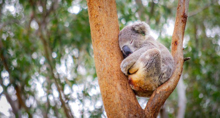 Wo schlafen Koalas?