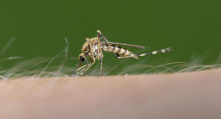 Ziehen Mücken es wirklich vor, manche Menschen anderen zu beißen?