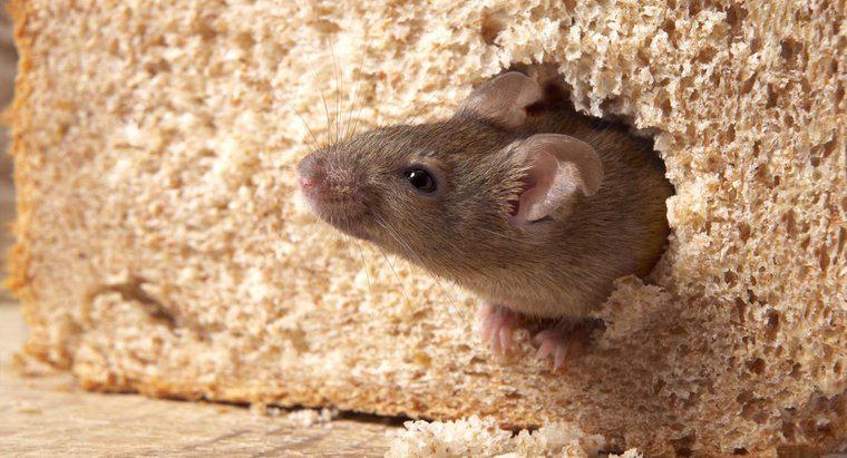 Halten Mottenkugeln Mäuse fern?