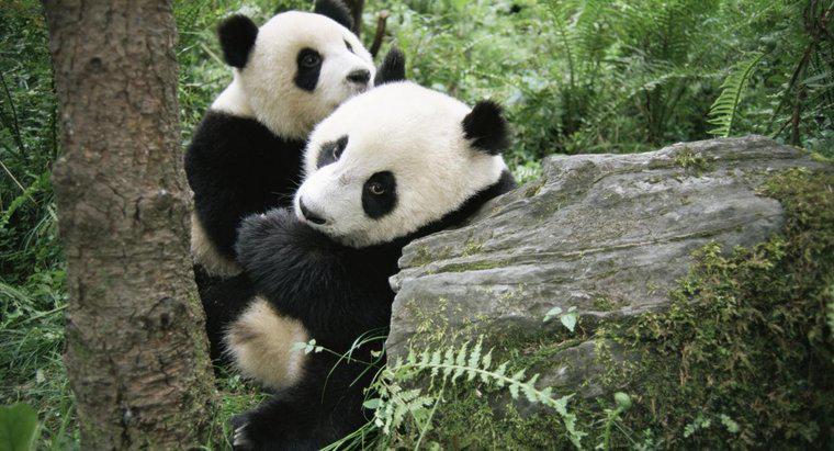 Wie gebären Pandas?