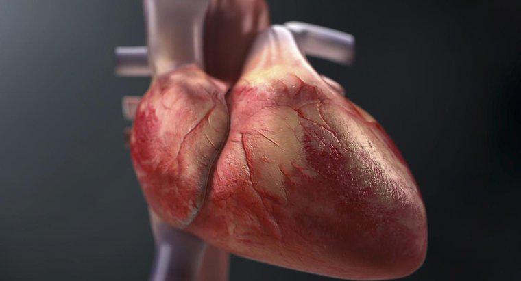 Wie verfolgt man den Blutfluss durch das Herz?