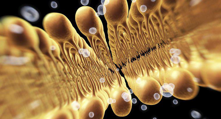 Wissenschaft und Biologie: Die Funktion einer Zellmembran