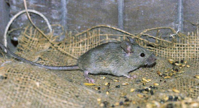 Wie findet man eine tote Maus in einer Wand?